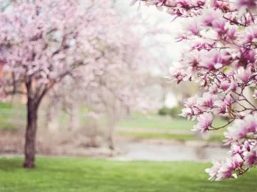 kinesiology-and-integrated-healing-workshops kinesiology and integrated healing workshops